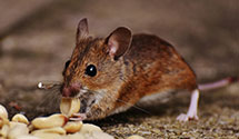 24 Hour & Emergency Exterminators in Boston Heights, OH
